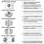 46 Cell Division Worksheet Answers Chessmuseum Template Library