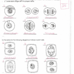 6 Stages Of Mitosis In Plant Cells What Are The 6 Stages Of Mitosis