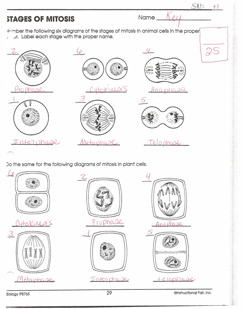  6 Stages Of Mitosis In Plant Cells What Are The 6 Stages Of Mitosis 