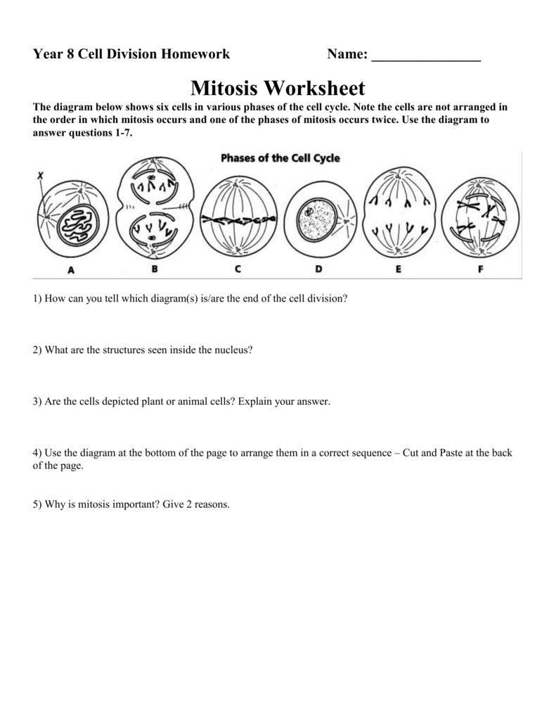 Cell Division And Mitosis Worksheet Answer Key