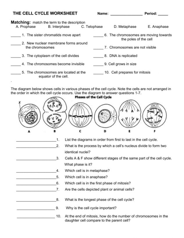 Cell Division And Mitosis Worksheet Answer Key