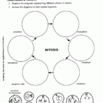 Cell Division Mitosis Worksheet Answers Mitosis Cell Division