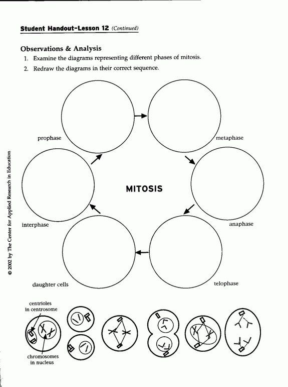 Cell Division Mitosis Worksheet Answers Mitosis Cell Division