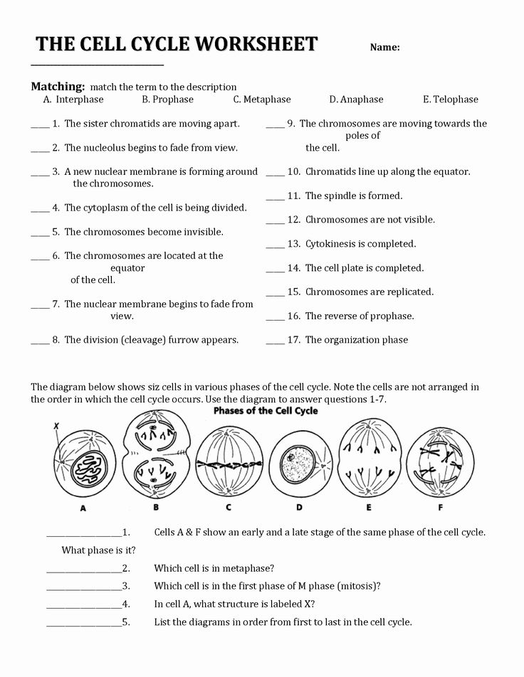 Cell Division Worksheet Answers Elegant Cell Division And The Cell 