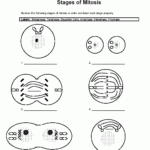 Cell Division Worksheet Pearson Mitosis In Plant Cells Diagram Photo