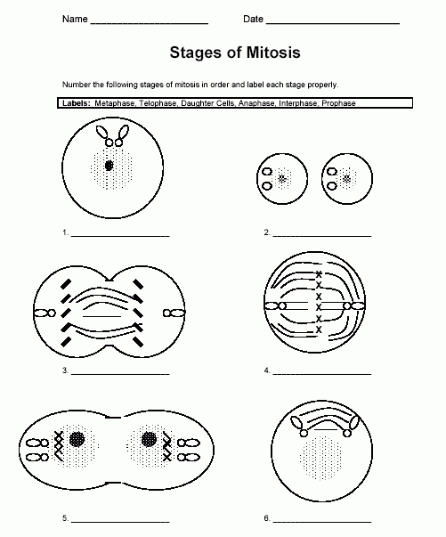 Cell Division Worksheet Pearson Mitosis In Plant Cells Diagram Photo 