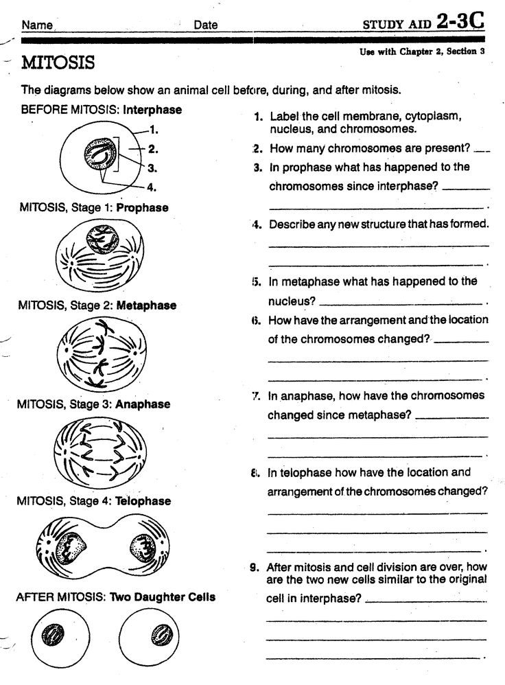 Cell Division Worksheets Biology Worksheet Division Worksheets Mitosis