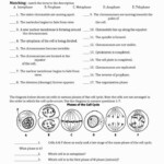 Cell Growth Division And Reproduction Worksheet Answers Interior