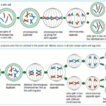 Collection Of Mitosis And Cell Division Worksheet Answers Free