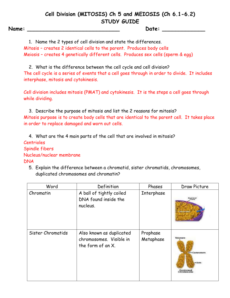 Meiosis Review Worksheet Answers