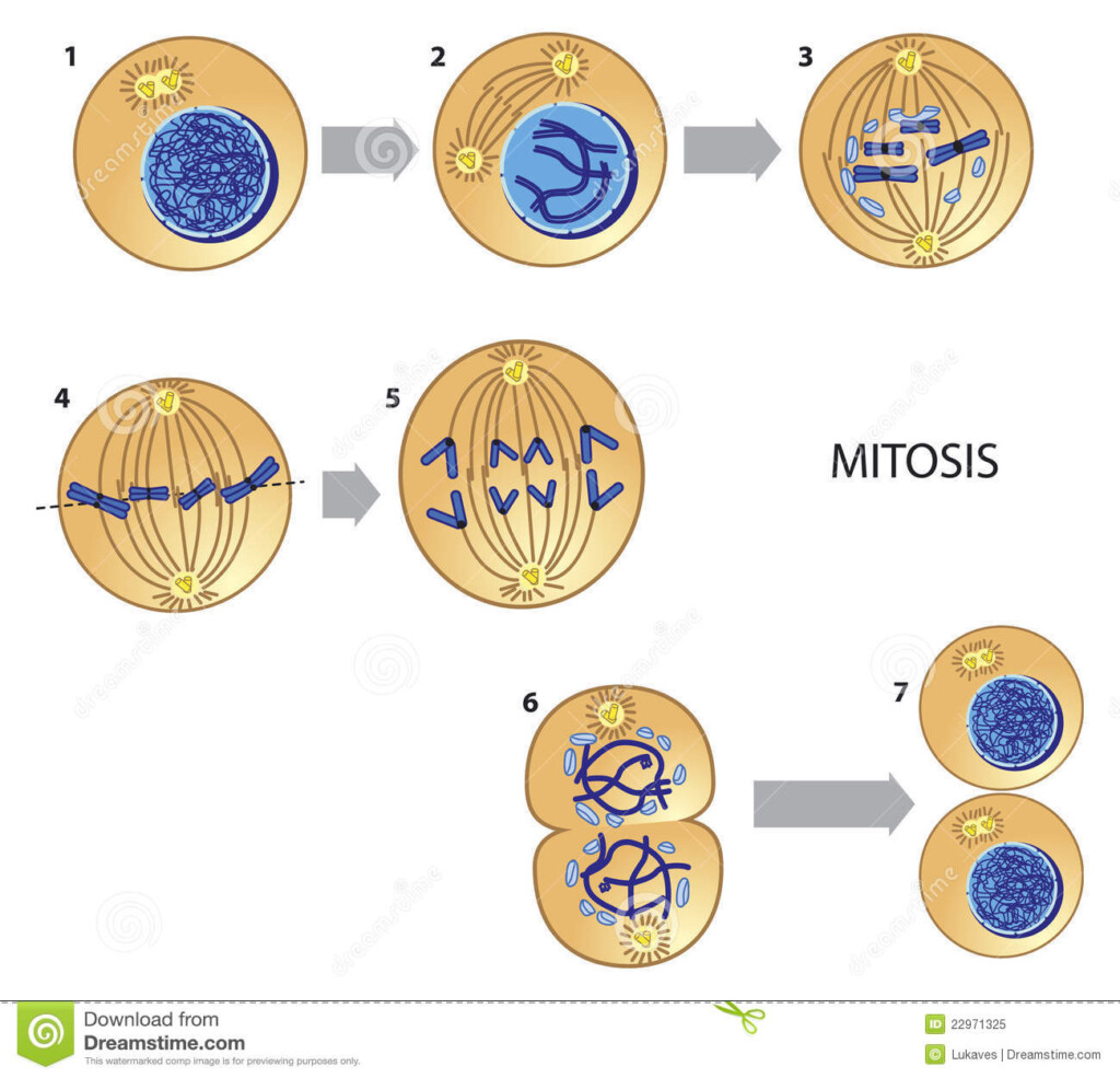 Mitosis Ilustraci n Del Vector Ilustraci n De Sencillo 22971325