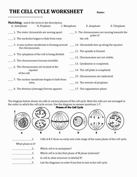 Mitosis Worksheet And Diagram Identification Answer Key Worksheet