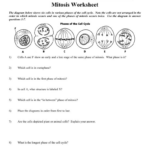 Mitosis Worksheet Help Brainly