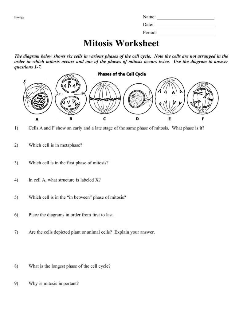 Mitosis Worksheet Help Brainly