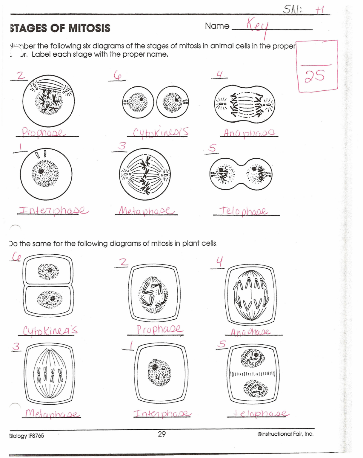 Phases Of Meiosis Worksheet Answer Key Bioexcel 190 Mitosis Meiosis 5957