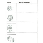 Phases Of Mitosis Worksheet Worksheet