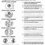 Photosynthesis Review Worksheet Answer Key