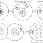 Stage Of Mitosis Worksheet Worksheet