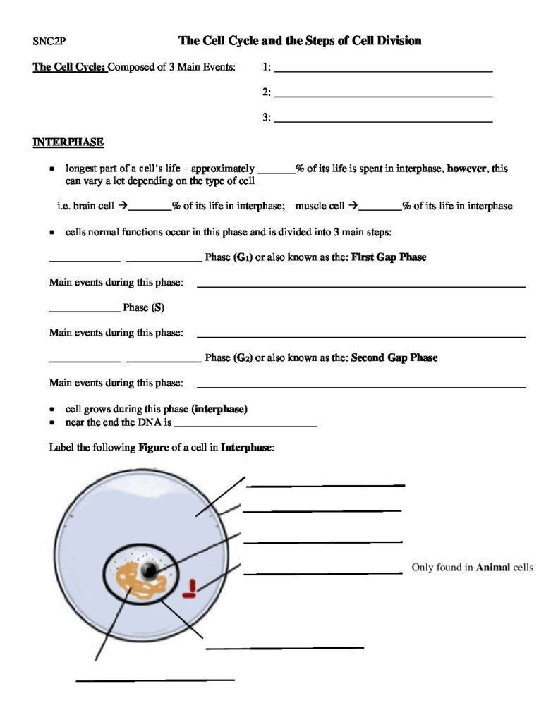 The Cell Cycle Worksheet The Cell Cycle And The Steps Of Cell Division 