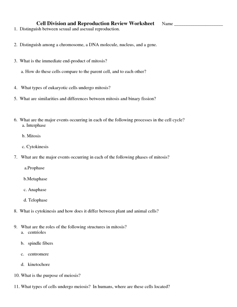 16 Cell Division Review Worksheet Worksheeto