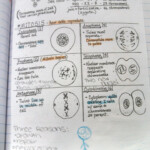 20 Mitosis Coloring Worksheet Answer Key Worksheet From Home