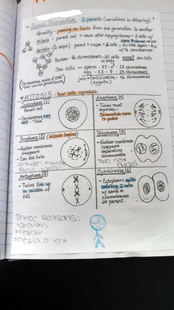 20 Mitosis Coloring Worksheet Answer Key Worksheet From Home