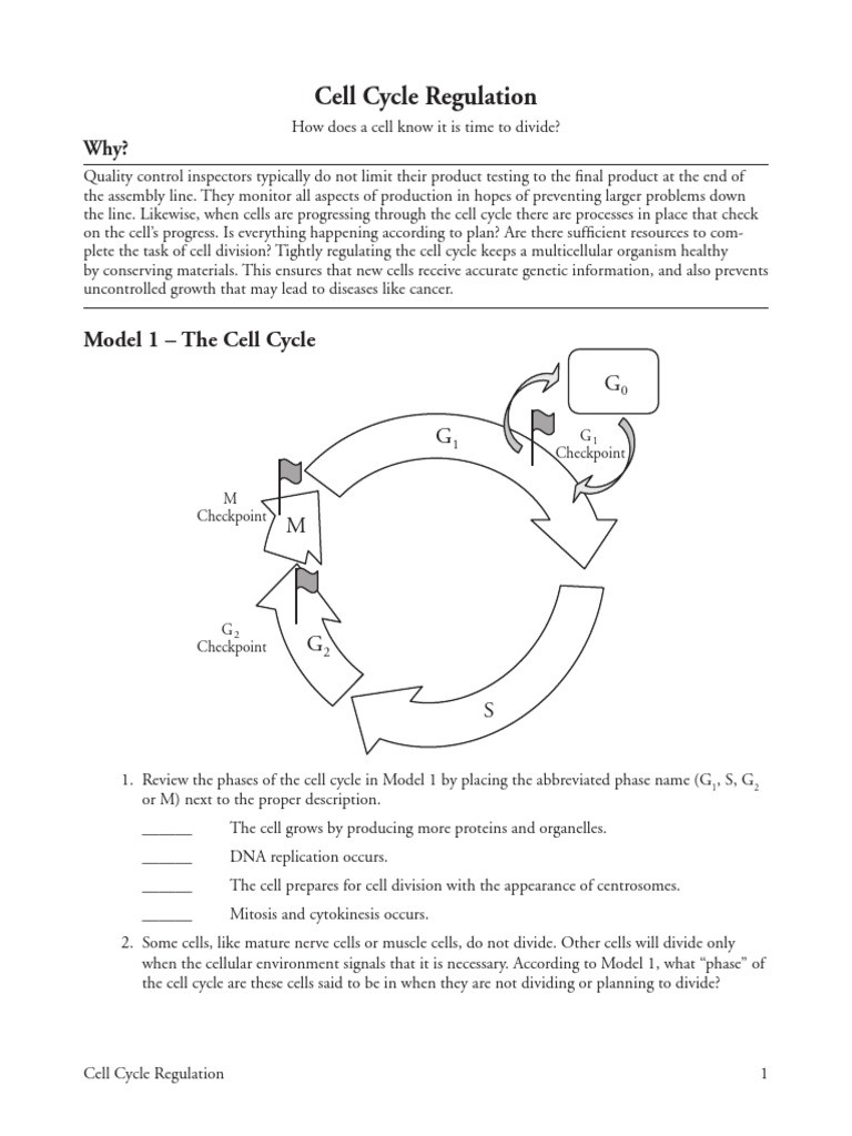 30 Cell Cycle Worksheet Answers Education Template