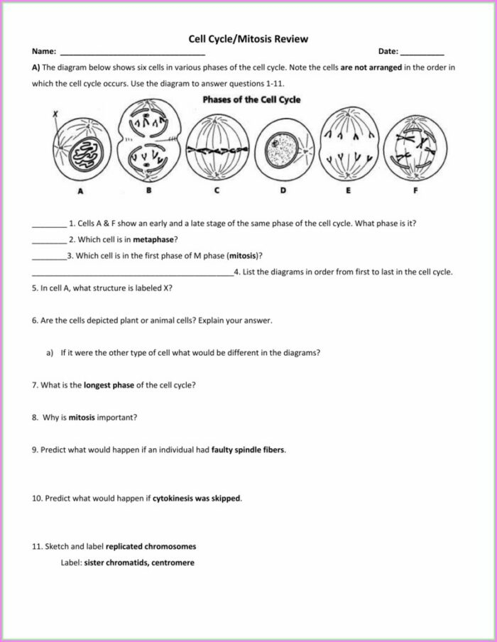 Cell Cycle Review Worksheet Answers Worksheet Resume Examples