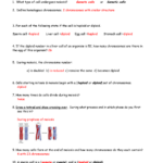 Cell Division And Cancer Review Sheet Answers Name