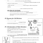 Cell Division And Cancer Worksheet Divisonworksheets