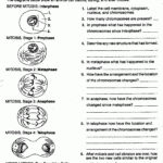 Cell Division Overview Worksheet Free Download Gambr co