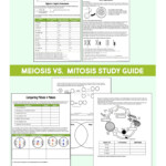 Cell Division Reading Comprehension Worksheet Mitosis And Meiosis