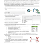 Cell Division Worksheet