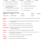 Cell Division Worksheet Answers