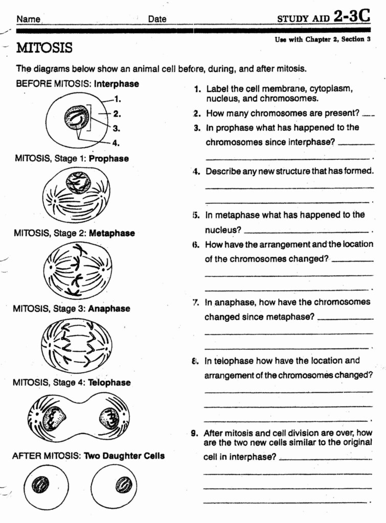Cell Division Worksheet Answers Unique Meiosis Vs Mitosis Worksheet And 