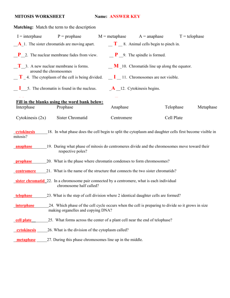 Cell Division Worksheet Answers