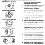 Cell Division Worksheets Biology Worksheet Mitosis Division Worksheets