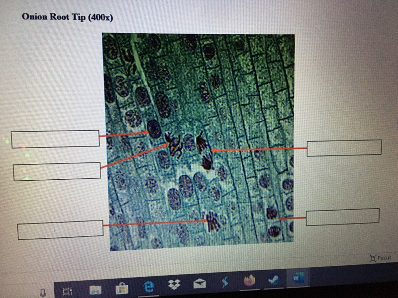 Solved Cell Division Worksheet 1 Microscope Images Any H Chegg