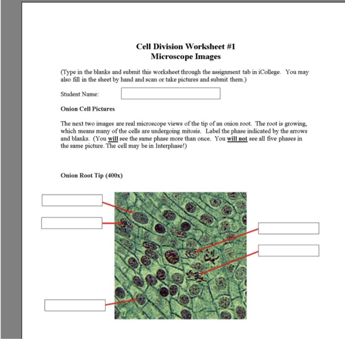Solved Cell Division Worksheet 1 Microscope Images Type In Chegg