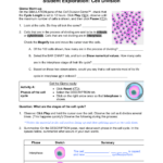 Worksheet Cell Division Gizmo Answer Key Modified Cell Division Gizmo