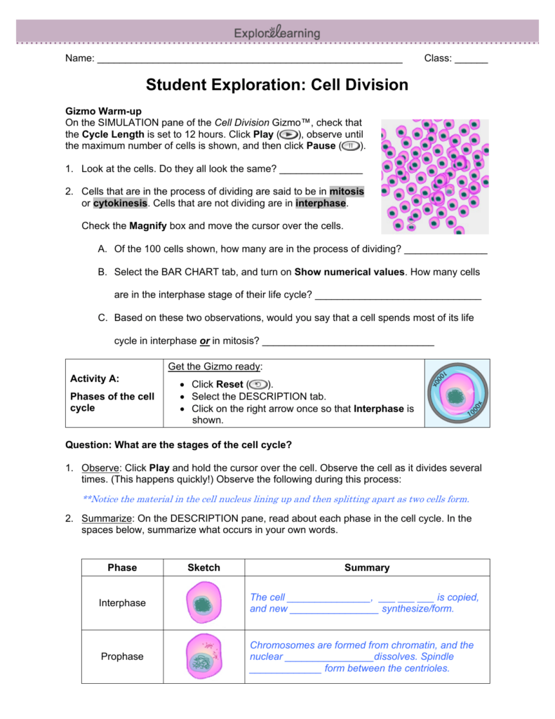 Worksheet Cell Division Gizmo Answer Key Modified Cell Division Gizmo